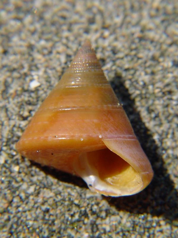 Calliostoma conulum